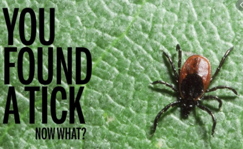 You Found a Tick Now What